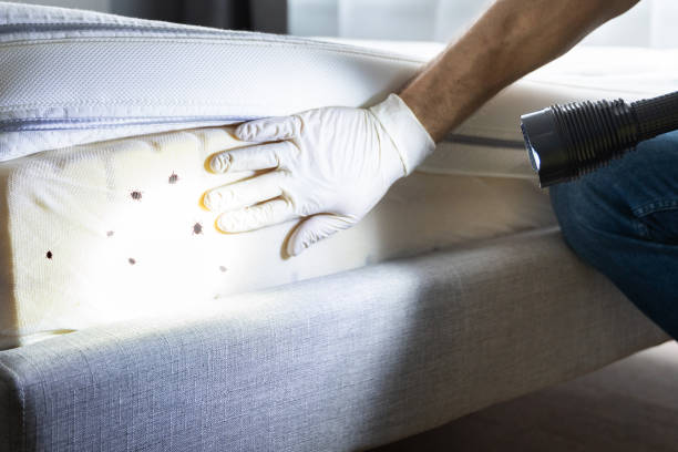 Best Termite Control Services  in Sumter, SC