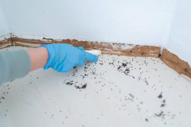 Trusted Sumter, SC Pest Control Experts